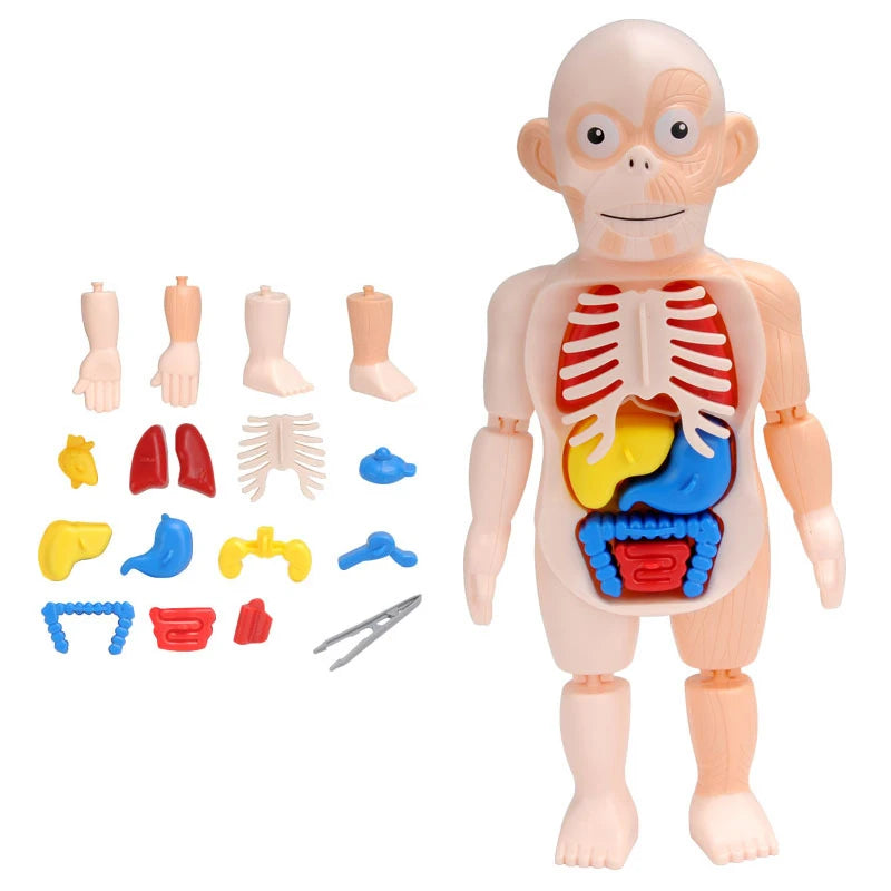 Maqueta Del Cuerpo Humano 3D Montable Para Niños: Aprende Anatomía