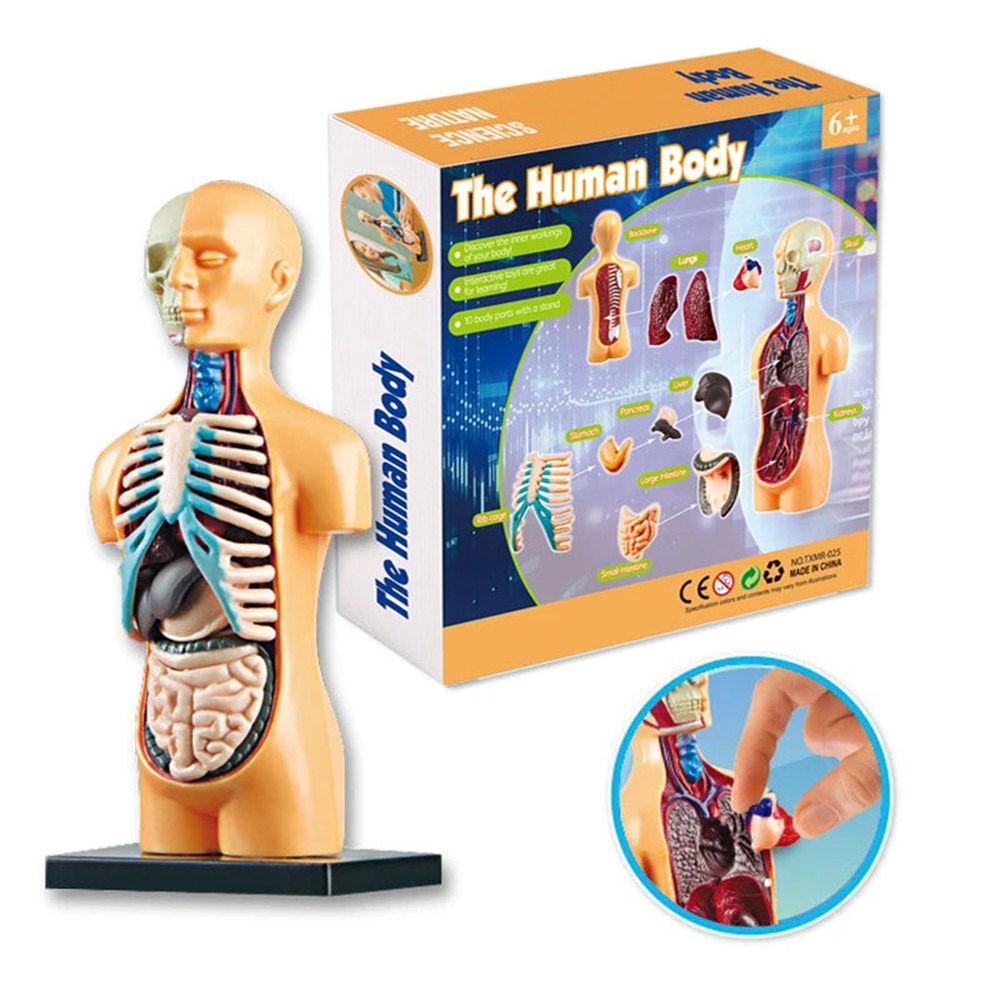 Maqueta del cuerpo humano con sus órganos y su caja