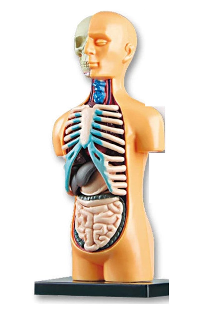 Maqueta del torso humano con sus órganos