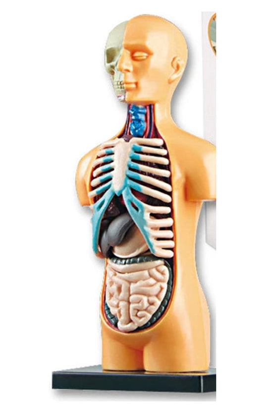 Maqueta del torso humano con órganos desmontables